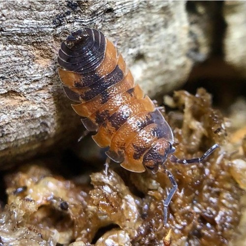 Porcellio scaber lava - scaber,