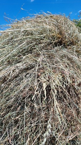 Fieno misto montagna per - fieno,